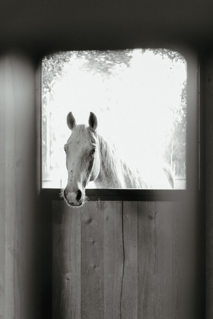 A black and white image of a horse looking through a stable door.